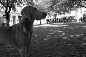 Stray dog in Paris - 2026